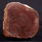 ACACIELLA AUSTRALICA STROMATOLITE, Proterozoic, Australia ZAA021