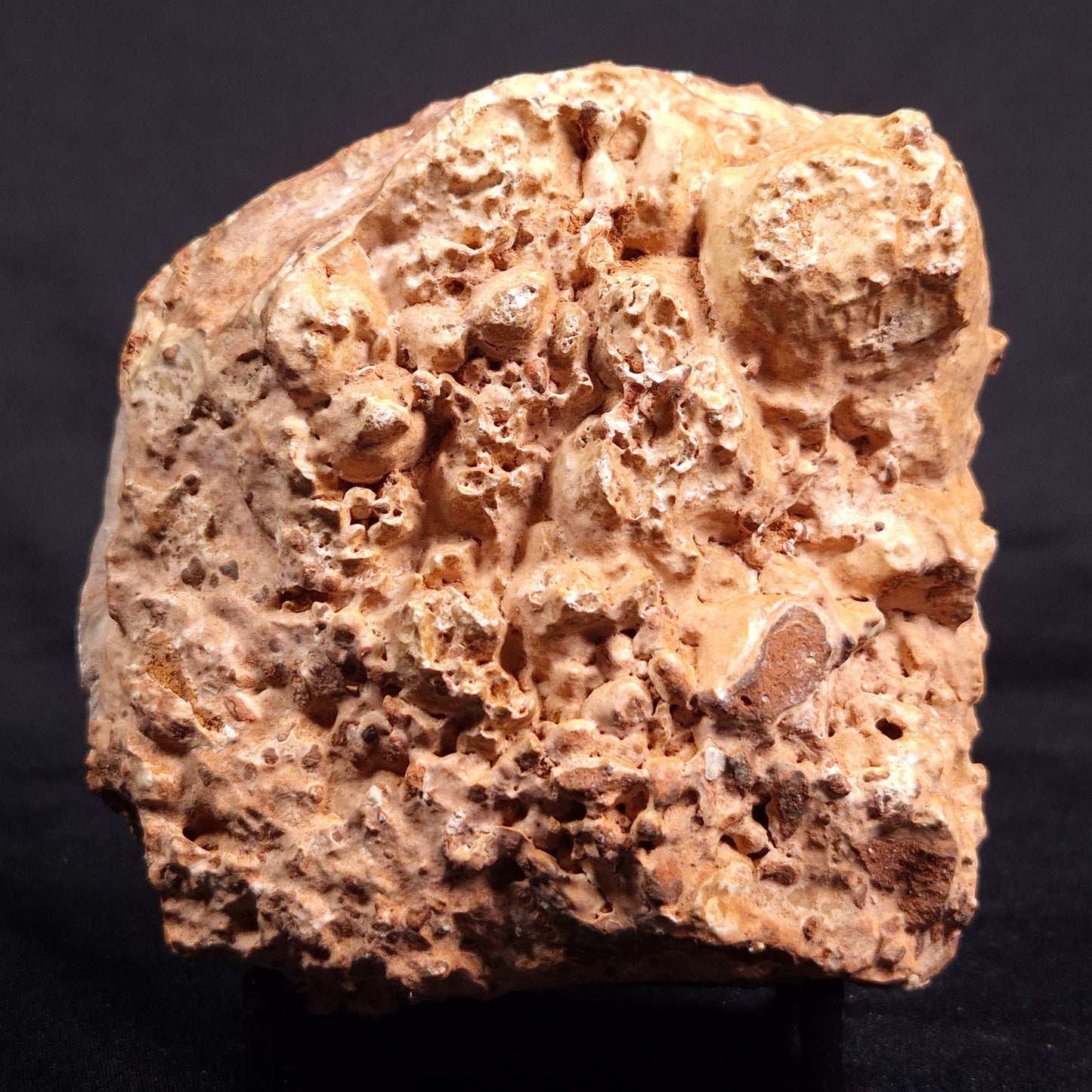 ACACIELLA AUSTRALICA STROMATOLITE, Proterozoic, Australia ZAA021