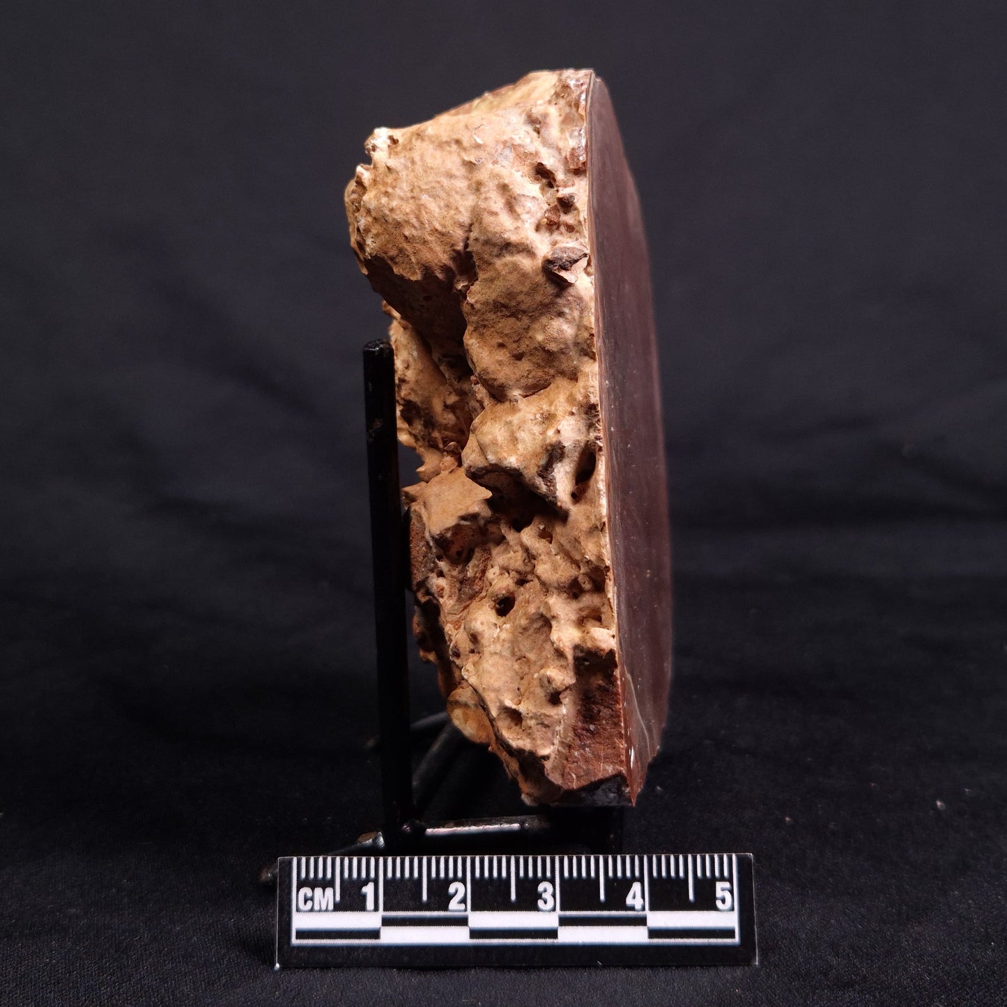 ACACIELLA AUSTRALICA STROMATOLITE, Proterozoic, Australia ZAA021