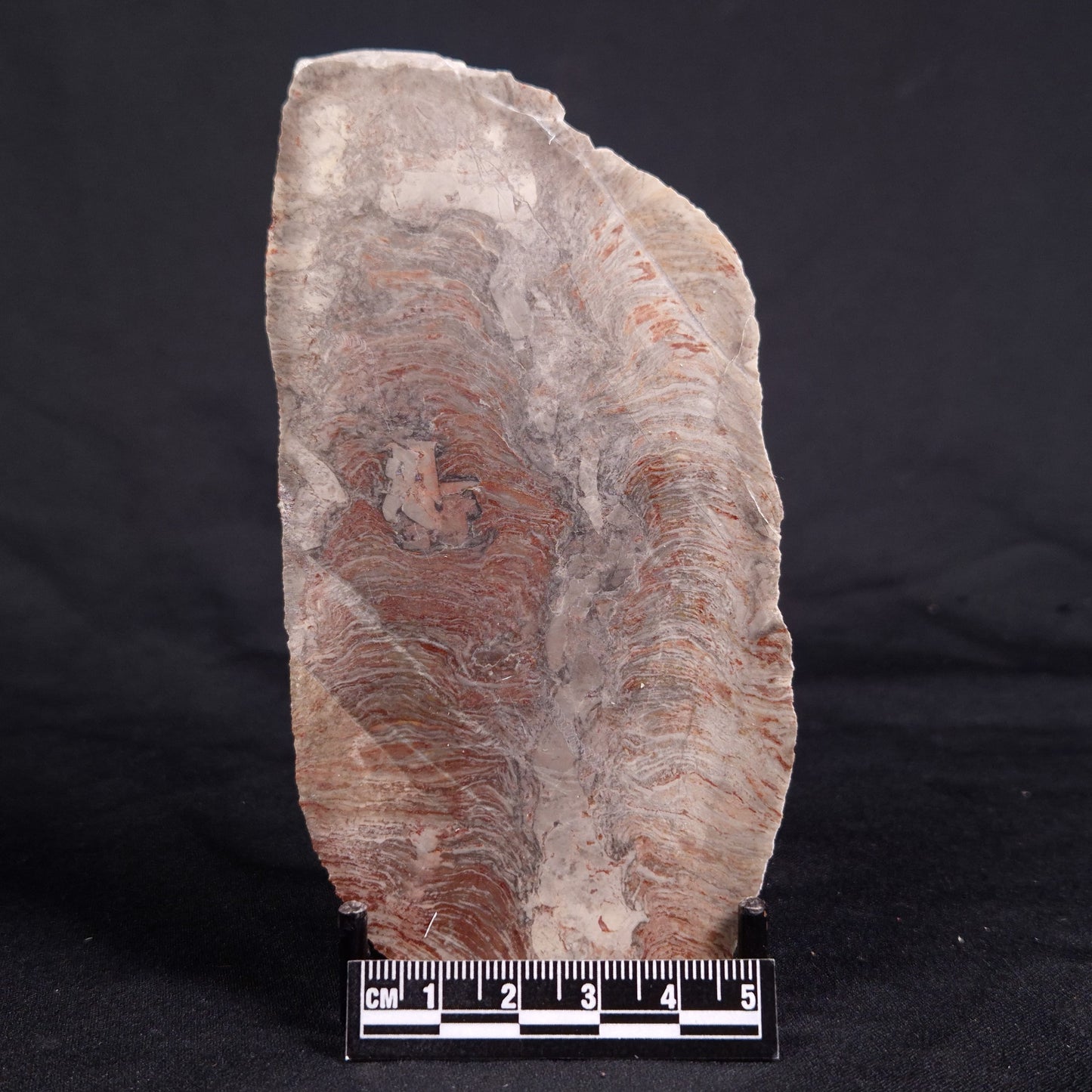 ACACIELLA AUSTRALICA STROMATOLITE, Proterozoic, Australia ZAA022