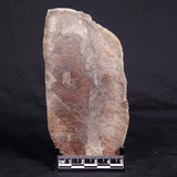 ACACIELLA AUSTRALICA STROMATOLITE, Proterozoic, Australia ZAA022