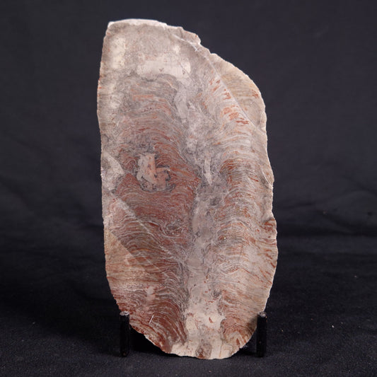 ACACIELLA AUSTRALICA STROMATOLITE, Proterozoic, Australia ZAA022