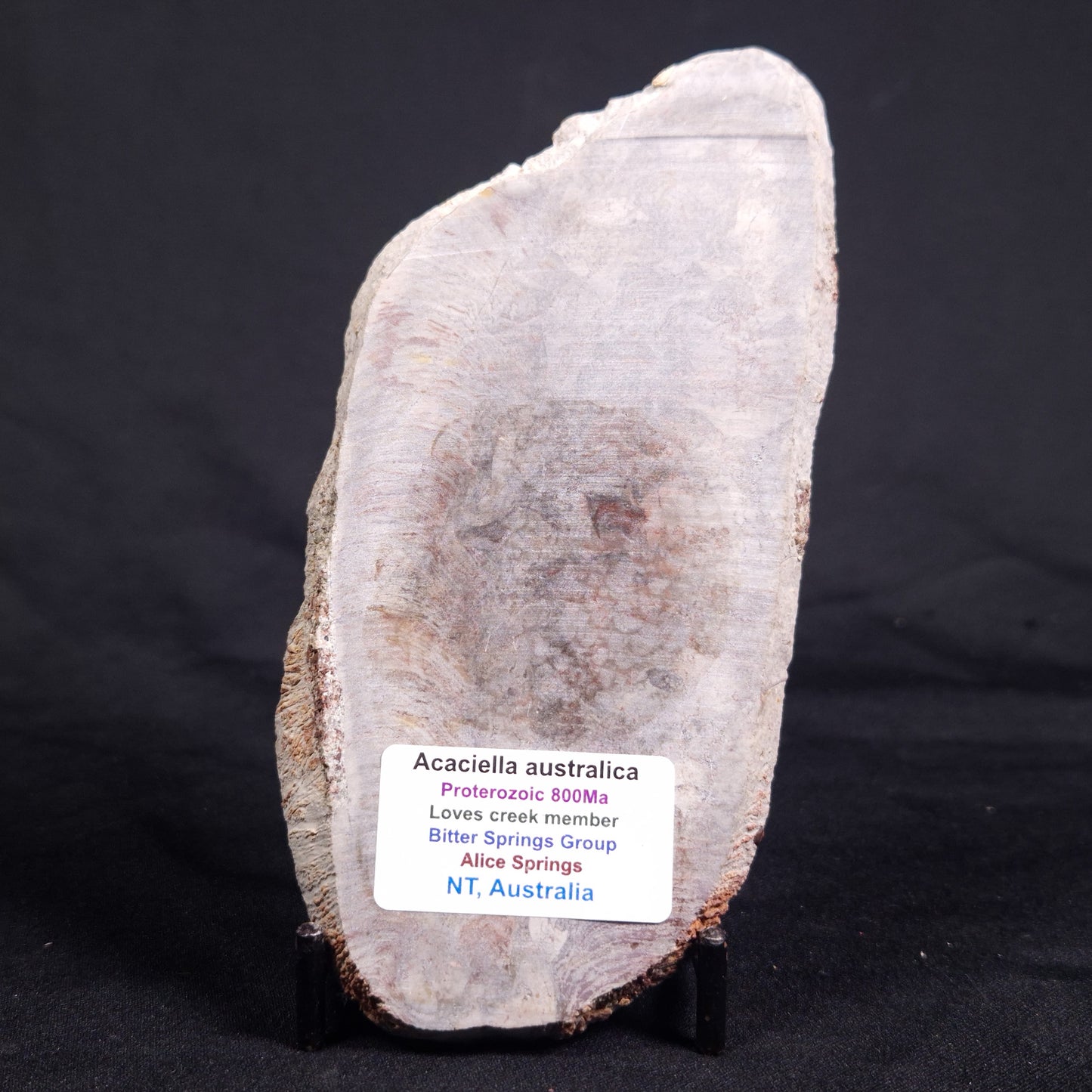 ACACIELLA AUSTRALICA STROMATOLITE, Proterozoic, Australia ZAA022