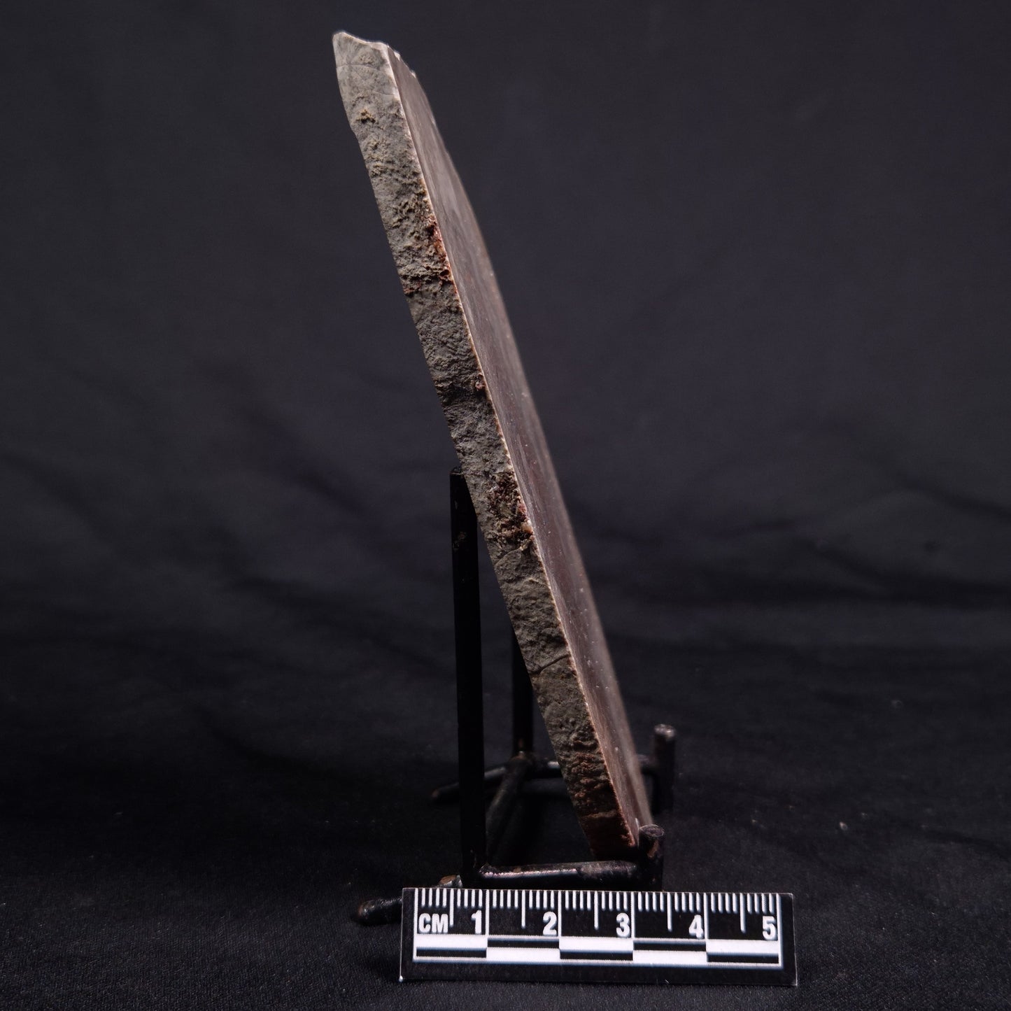 ACACIELLA AUSTRALICA STROMATOLITE, Proterozoic, Australia ZAA022