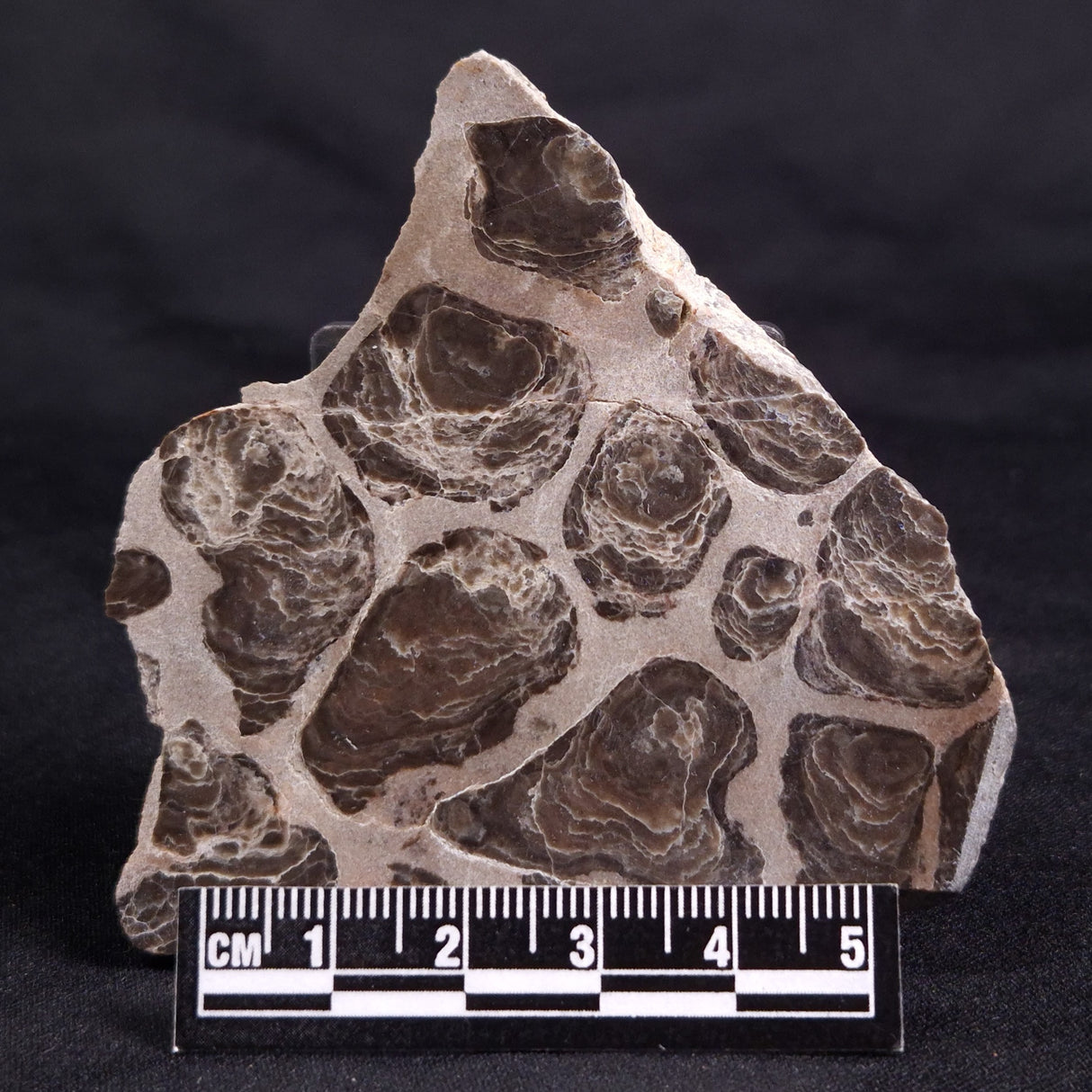ACACIELLA AUSTRALICA STROMATOLITE, Proterozoic, Australia ZAA023