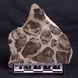 ACACIELLA AUSTRALICA STROMATOLITE, Proterozoic, Australia ZAA023