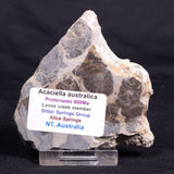 ACACIELLA AUSTRALICA STROMATOLITE, Proterozoic, Australia ZAA023