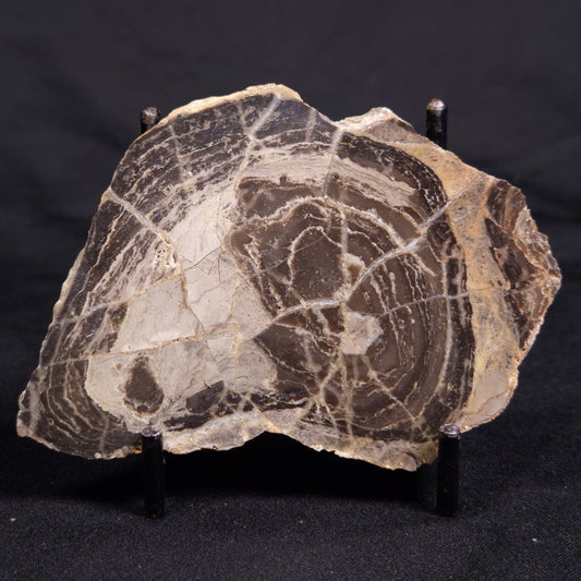 ACACIELLA AUSTRALICA STROMATOLITE, Proterozoic, Australia ZAA024