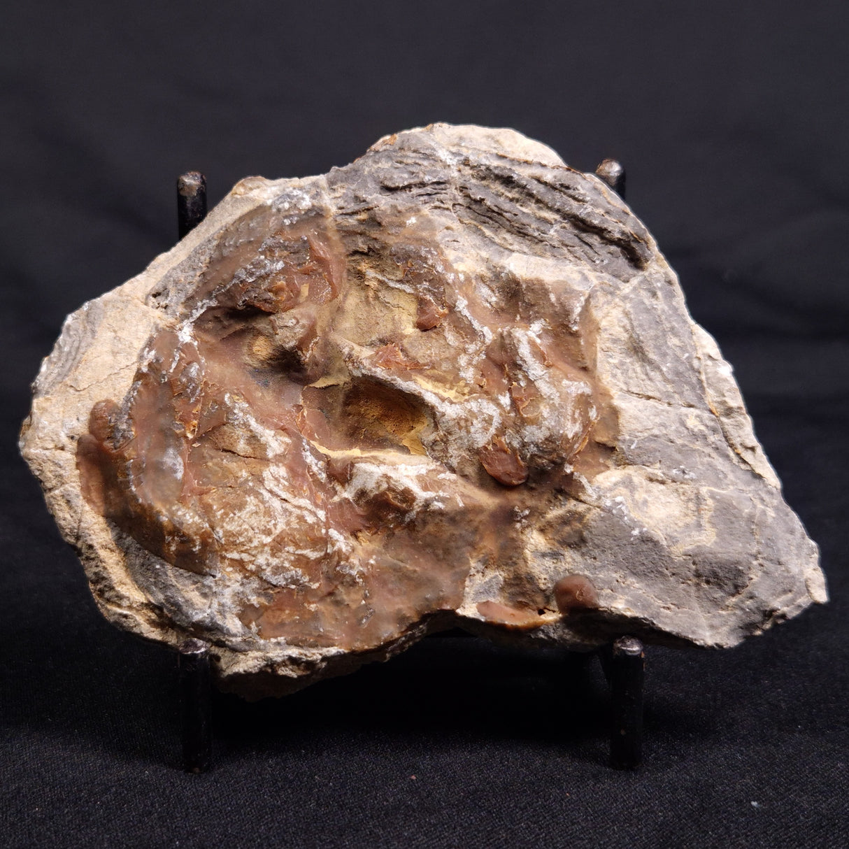 ACACIELLA AUSTRALICA STROMATOLITE, Proterozoic, Australia ZAA024