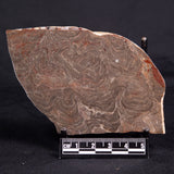 ACACIELLA AUSTRALICA STROMATOLITE, Proterozoic, Australia ZAA025