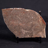ACACIELLA AUSTRALICA STROMATOLITE, Proterozoic, Australia ZAA025