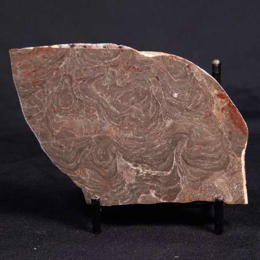 ACACIELLA AUSTRALICA STROMATOLITE, Proterozoic, Australia ZAA025