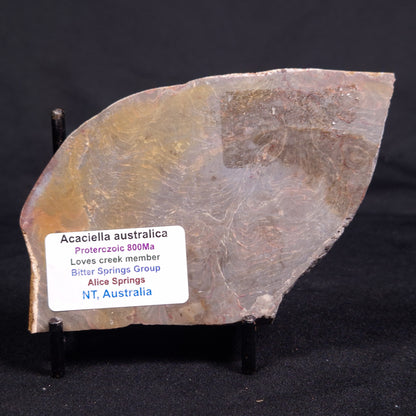 ACACIELLA AUSTRALICA STROMATOLITE, Proterozoic, Australia ZAA025
