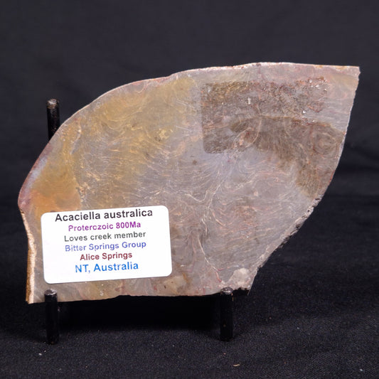 ACACIELLA AUSTRALICA STROMATOLITE, Proterozoic, Australia ZAA025
