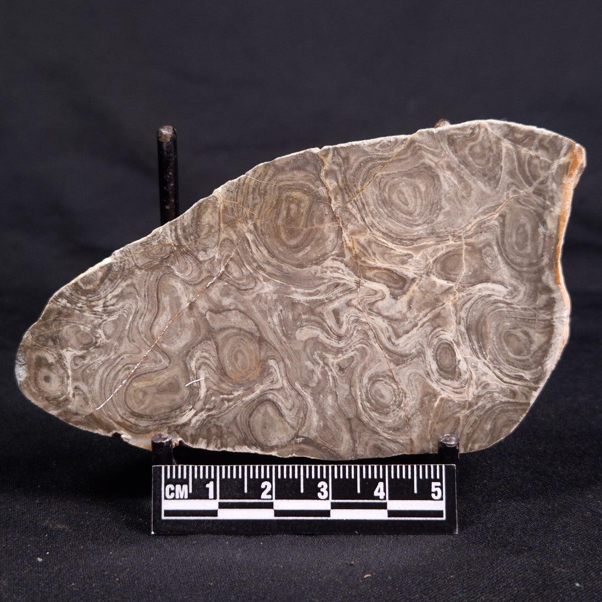 ACACIELLA AUSTRALICA STROMATOLITE, Proterozoic, Australia ZAA026