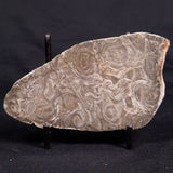 ACACIELLA AUSTRALICA STROMATOLITE, Proterozoic, Australia ZAA026