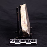 ACACIELLA AUSTRALICA STROMATOLITE, Proterozoic, Australia ZAA026