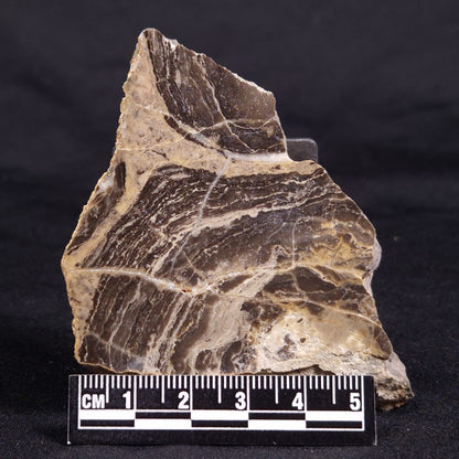 ACACIELLA AUSTRALICA STROMATOLITE, Proterozoic, Australia ZAA027