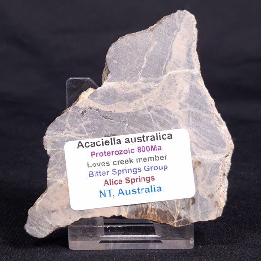 ACACIELLA AUSTRALICA STROMATOLITE, Proterozoic, Australia ZAA027