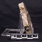 ACACIELLA AUSTRALICA STROMATOLITE, Proterozoic, Australia ZAA027