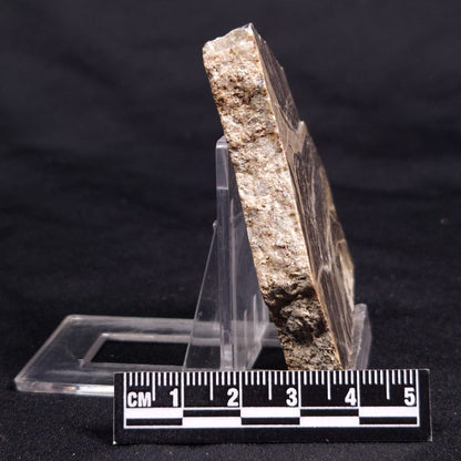 ACACIELLA AUSTRALICA STROMATOLITE, Proterozoic, Australia ZAA027