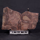 ACACIELLA AUSTRALICA STROMATOLITE, Proterozoic, Australia ZAA028