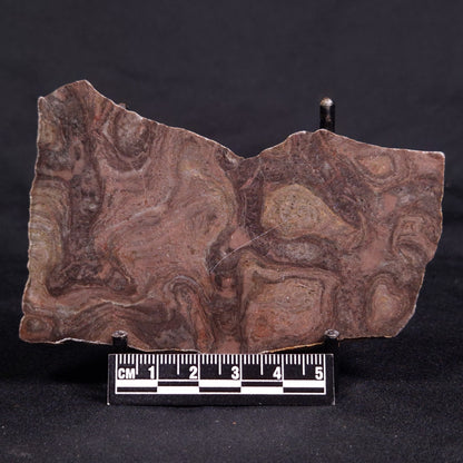 ACACIELLA AUSTRALICA STROMATOLITE, Proterozoic, Australia ZAA028
