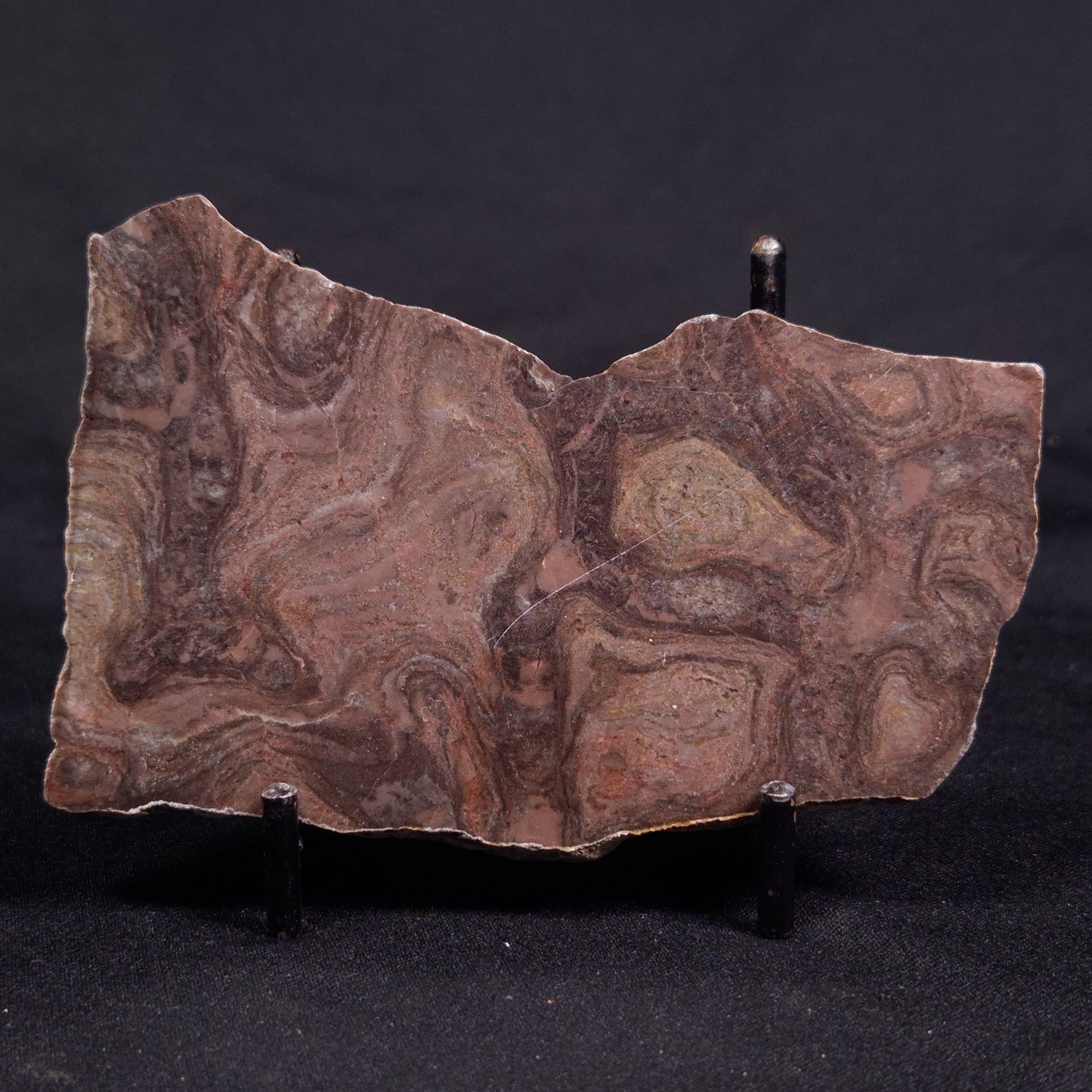 ACACIELLA AUSTRALICA STROMATOLITE, Proterozoic, Australia ZAA028