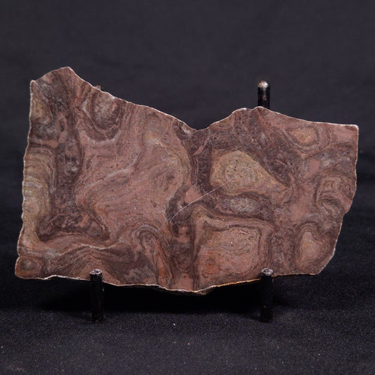 ACACIELLA AUSTRALICA STROMATOLITE, Proterozoic, Australia ZAA028