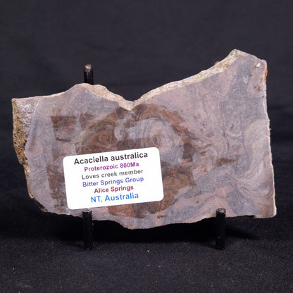 ACACIELLA AUSTRALICA STROMATOLITE, Proterozoic, Australia ZAA028