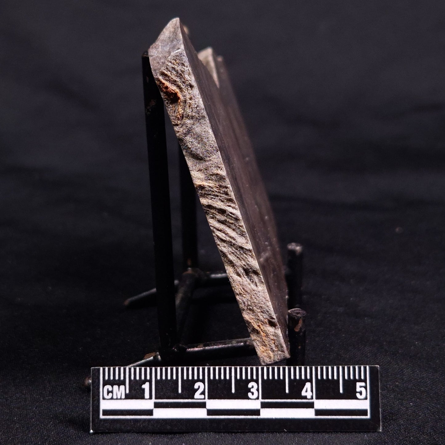 ACACIELLA AUSTRALICA STROMATOLITE, Proterozoic, Australia ZAA028