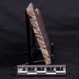 ACACIELLA AUSTRALICA STROMATOLITE, Proterozoic, Australia ZAA028