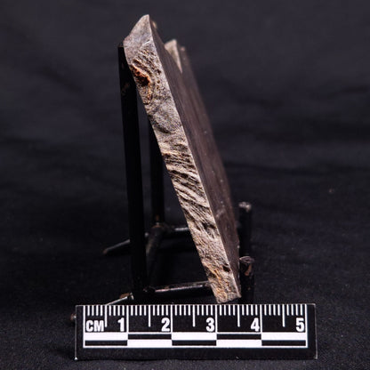ACACIELLA AUSTRALICA STROMATOLITE, Proterozoic, Australia ZAA028