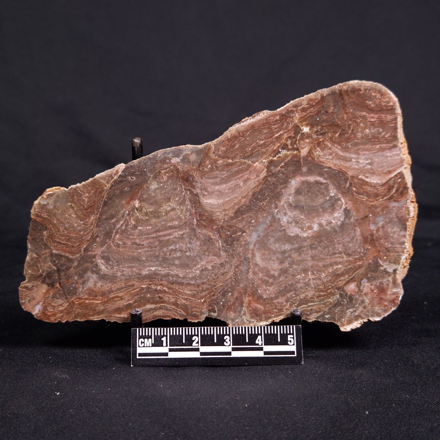 ACACIELLA AUSTRALICA STROMATOLITE, Proterozoic, Australia ZAA029