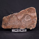 ACACIELLA AUSTRALICA STROMATOLITE, Proterozoic, Australia ZAA029