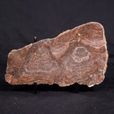 ACACIELLA AUSTRALICA STROMATOLITE, Proterozoic, Australia ZAA029