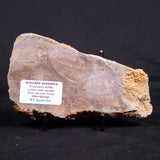 ACACIELLA AUSTRALICA STROMATOLITE, Proterozoic, Australia ZAA029