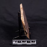 ACACIELLA AUSTRALICA STROMATOLITE, Proterozoic, Australia ZAA029