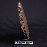 ACACIELLA AUSTRALICA STROMATOLITE, Proterozoic, Australia ZAA030