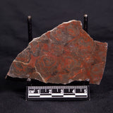 ACACIELLA AUSTRALICA STROMATOLITE, Proterozoic, Australia ZAA032