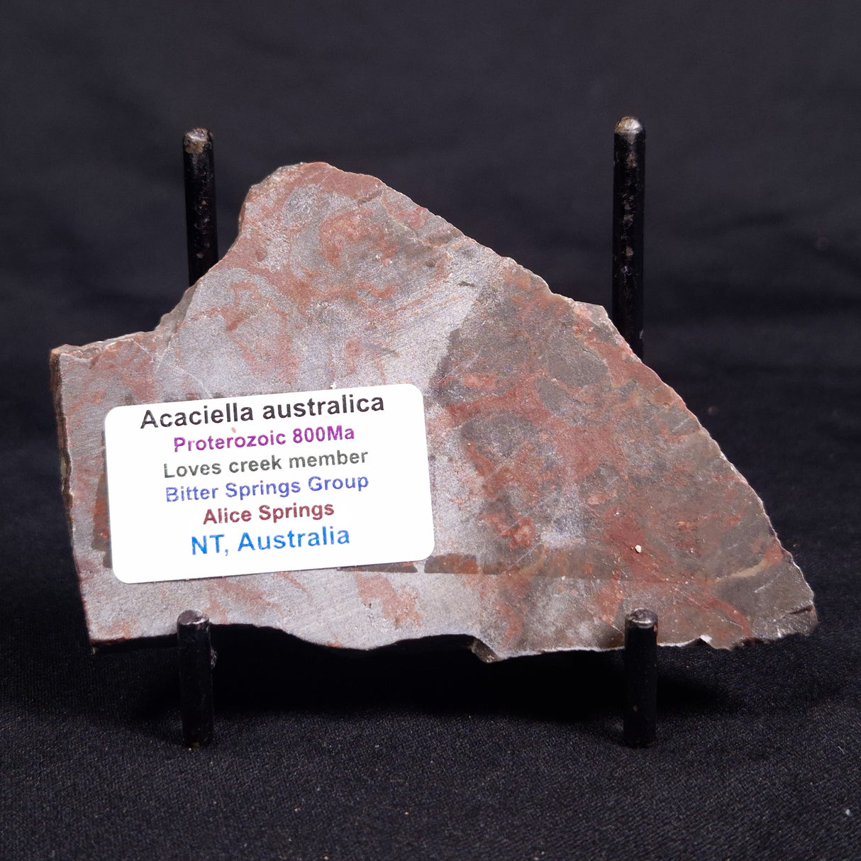 ACACIELLA AUSTRALICA STROMATOLITE, Proterozoic, Australia ZAA032