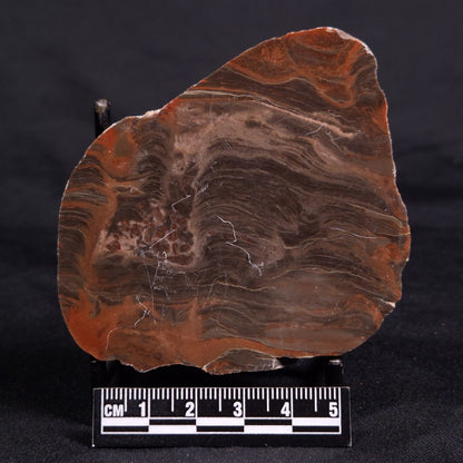 ACACIELLA AUSTRALICA STROMATOLITE, Proterozoic, Australia ZAA033