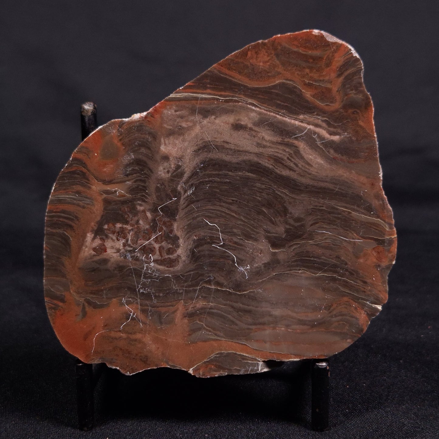 ACACIELLA AUSTRALICA STROMATOLITE, Proterozoic, Australia ZAA033