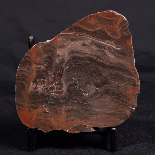 ACACIELLA AUSTRALICA STROMATOLITE, Proterozoic, Australia ZAA033