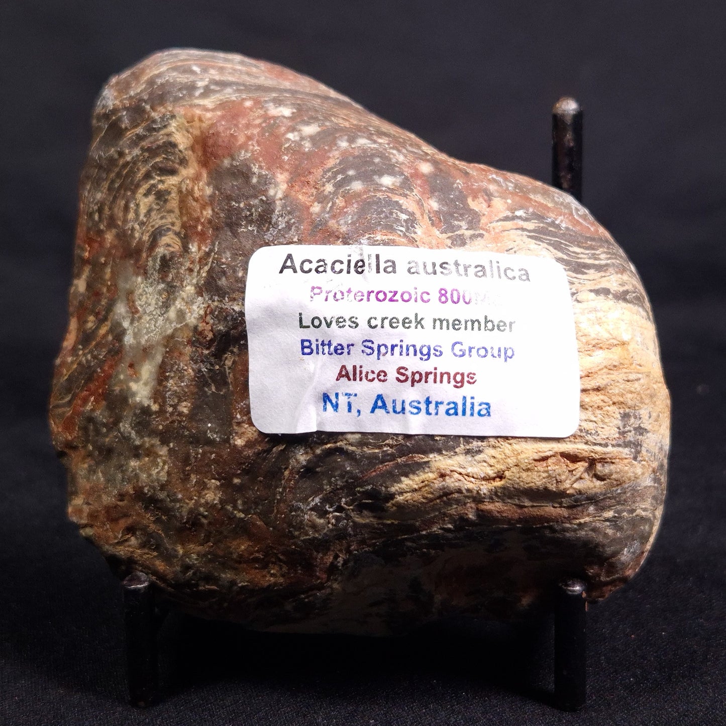 ACACIELLA AUSTRALICA STROMATOLITE, Proterozoic, Australia ZAA033