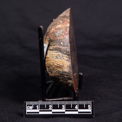 ACACIELLA AUSTRALICA STROMATOLITE, Proterozoic, Australia ZAA033