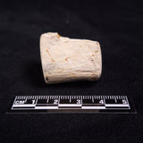 PETRIFIED WOOD, Jurassic, Australia XPL008