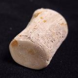 PETRIFIED WOOD, Jurassic, Australia XPL008