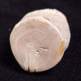 PETRIFIED WOOD, Jurassic, Australia XPL008