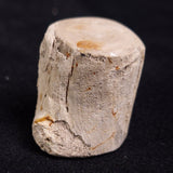 PETRIFIED WOOD, Jurassic, Australia XPL008